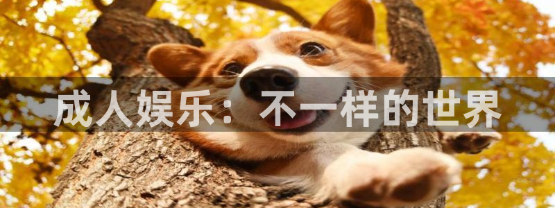 成人娱乐：不一样的世界